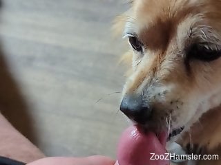 Guy's uncut cock is getting pleasured orally by a dog
