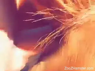 Mare pussy getting pounded from behind by a horny guy