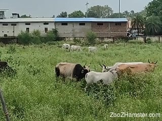 horny guy feels attracted to these cattle for a big of porno