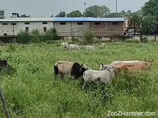 horny guy feels attracted to these cattle for a big of porno
