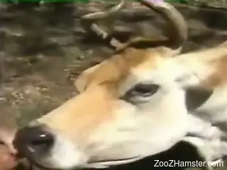 Dude fucks a sexy animal orally to make it horny