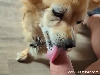 Dude's uncut cock gets pleasured by a sexy dog