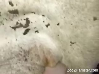 Guy's hard cock slides inside an animal's hole