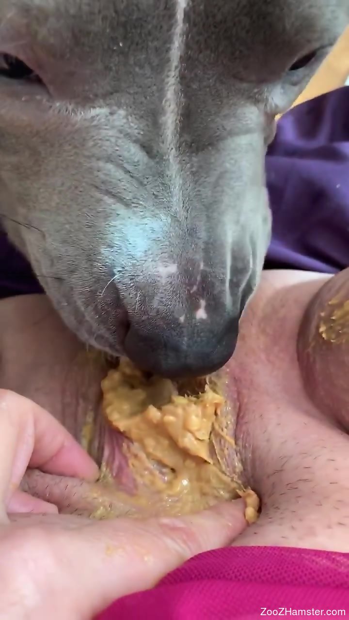 Dog eating pusy