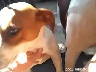 Sexy doggo performing oral after his fucks a pig