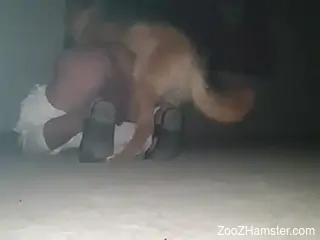 Gay male tries late night porno with his dog in rough scenes