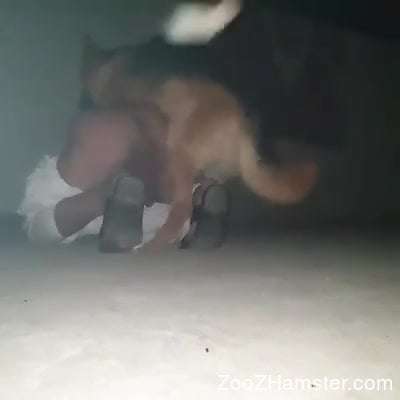 Dogsexdesi - Gay male tries late night porno with his dog in rough scenes