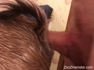 Horny male deep fucks hairy animal at the farm