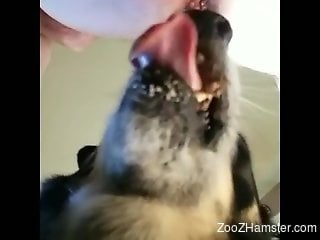 Dog pleases naked male slut owner with ass licking