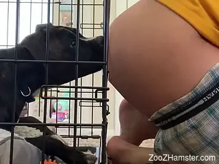Dog licks his ass in sloppy modes until he comes