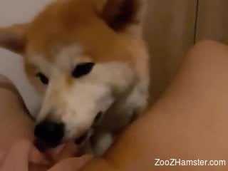 True oral sex perversions with the Akita licking her pussy