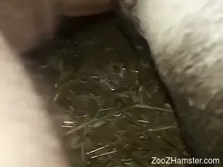 Pig porn movie showing hot sex that makes it great