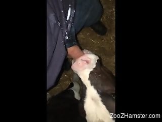 horny male loves the veal licking his dick in such modes