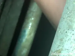Dude will shock you with his latest zoo porn movie