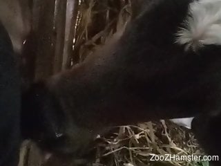 Sexy animal doing sexy things in a hot sex tape