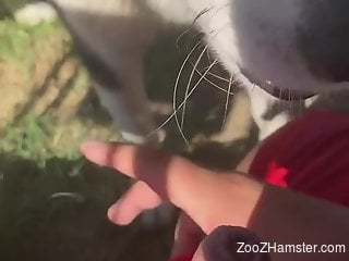 Animal licking all over that uncut penis in POV