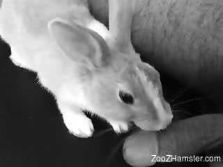 Rabbit licking a guy's hot cock but only the tip