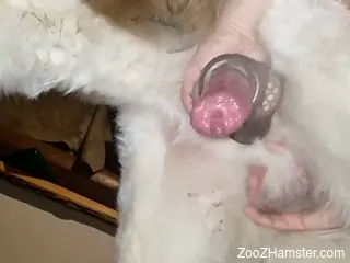 Fleshlight for a dog dong that looks marvelous