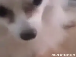 Taboo dog fucking movie with lots of hot action