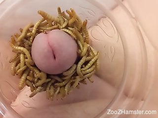 Hot masturbation zoo perversions with a man using worms