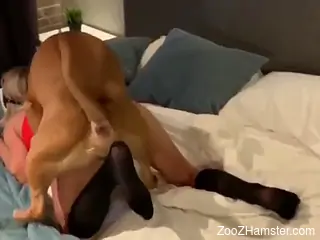 Pantyhose hottie getting pounded by a brown dog