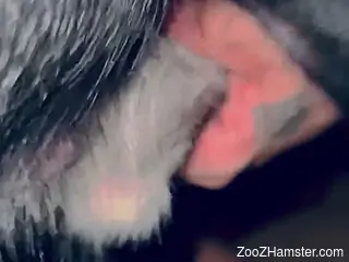 Animal boner being pleasured by true zoophile