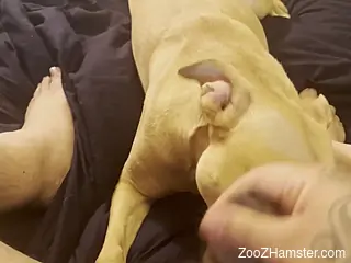 Hot guy wants to cum on the dog's face in POV
