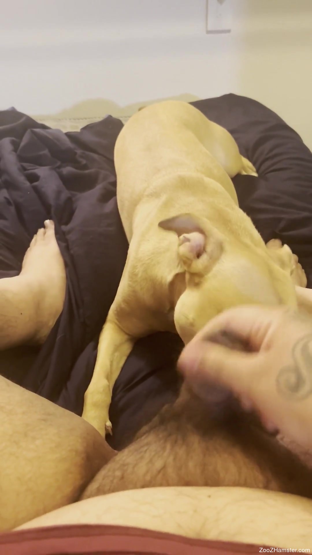 Hot guy wants to cum on the dogs face in POV