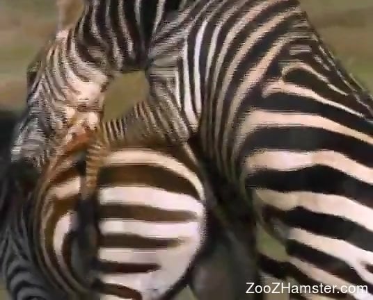 Animalsexwithanimal - Compilation of animal on animal sex shot outside