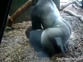 Ape porn movie with a great booty that looks hot