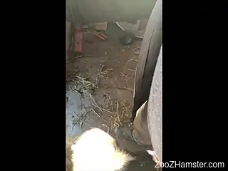 Frottage and sucking with horny farm animals in HQ