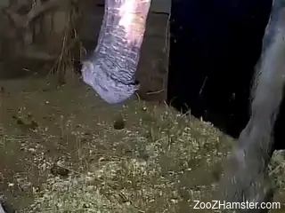 Aroused zoo porn lover craves horse's monster dick