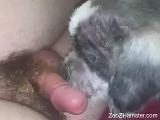 Aroused man films himself deep fucking a dog in the pussy