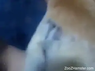 Solo male fucks his furry dog in the pussy while on cam
