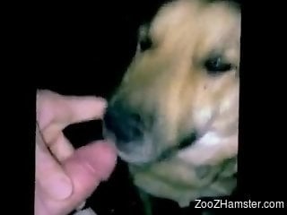 Dog stimulates owner's cock by licking it in sloppy modes