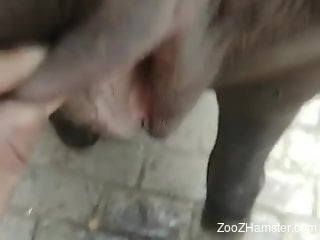 Dude craves this animal's wet pussy for some XXX fun