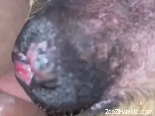 Aroused man loudly fucks animal's wet vagina in closeup