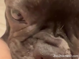 Dog licks woman's wet clit when she masturbates