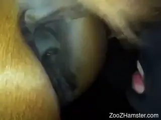 Man roughly fucks horse's wet vagina in webcam scenes