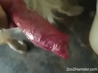 Horny zoophilia porn lover plays with a big dog dick