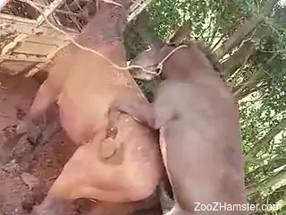 Donkey fucks horse and horny zoo sex lover enjoys the view