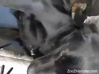 Truly sensational vaginal pleasure for a sexy dog