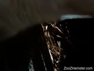 Horny man loudly fucks cow at the farm in hot closeup