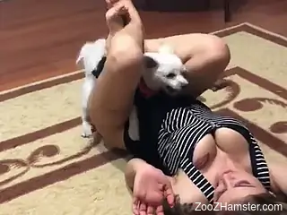 Aroused female with big boobs licked by the dog in home solo