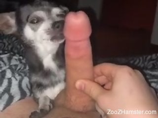 Dog pleases owner by licking his erect dick when he masturbates
