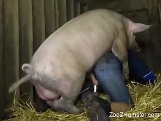 Pig humps woman in the ass and pussy for loud pleasures
