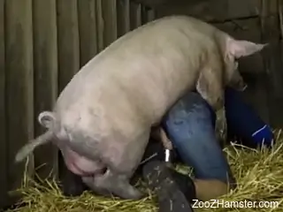 Pig humps woman in the ass and pussy for loud pleasures
