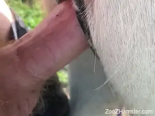 Special treat for a man when deep fucking a horse in the pussy