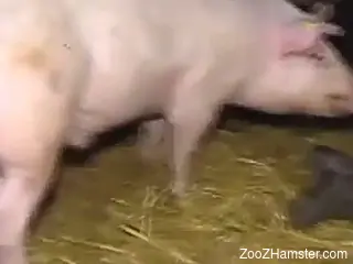 Horse cock is going to be used to fuck Welsh hoes