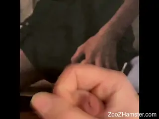 POV oral pleasure movie showing barnyard beasts